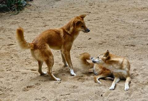 El dingo australiano se separó genéticamente de los perros por su aislamiento