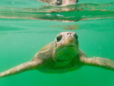 ¿Tenemos chance de detener la pérdida de biodiversidad? Esto dice el informe Planeta Vivo