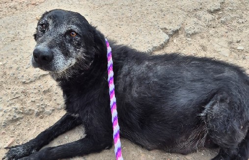 Actualmente, se requiere el apoyo de la comunidad para poder cubrir los gastos veterinarios pendientes, indispensables para su tratamiento y recuperación.