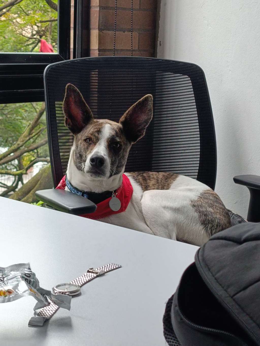 El dueño recurrió a profesionales, quienes le comentaron que su perro tenía ansiedad por separación, una condición que padecen animales que sufren cuando se les deja solos y que no pueden soportar separarse de sus propietarios.