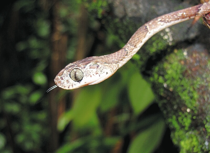 Las serpientes también están pagando el precio de la invasión del hongo Batrachochytrium dendrobatidis, pues con la muerte masiva de ranas perdieron una de sus principales fuentes de alimento. / Vicky Flechas