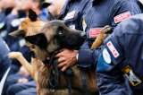Perros de rescate en Venezuela: esto es lo que llevan en su maleta de emergencia