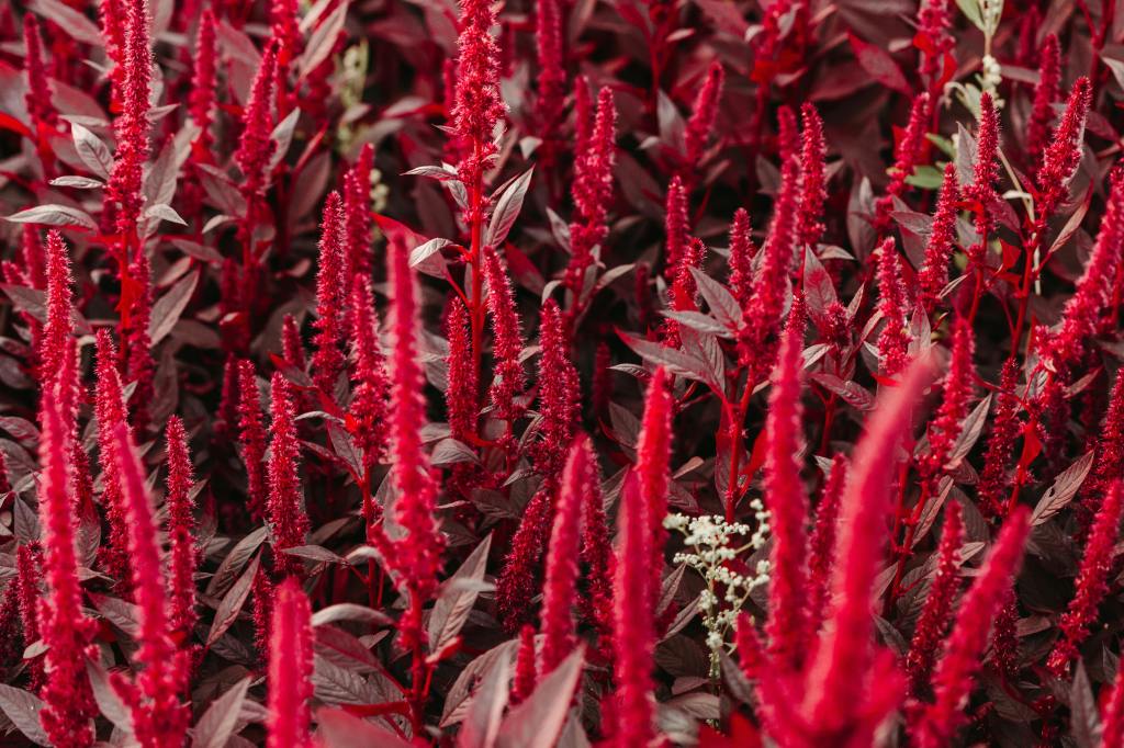 El nombre amaranto proviene del griego ἁμάpαvτos que significa “flor que no se marchita”.