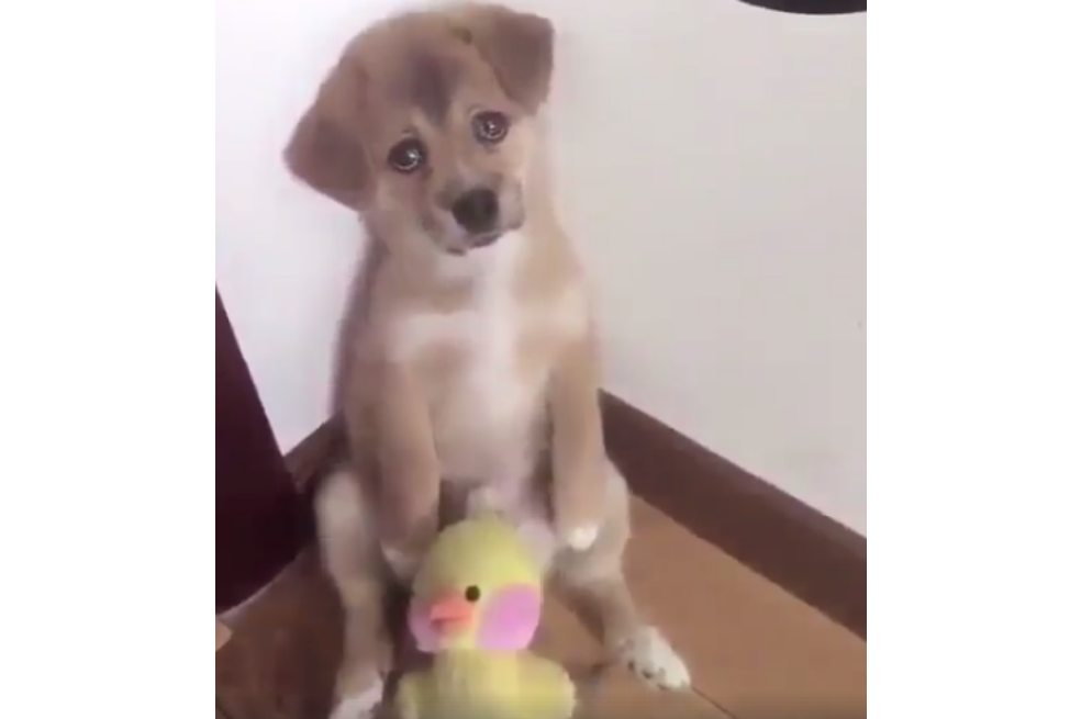 Foto tomada de la cuenta de Instagram de @adoptanocompres
