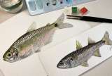 Descubriendo peces en el río Mira, una de las cuencas más inexploradas de Colombia