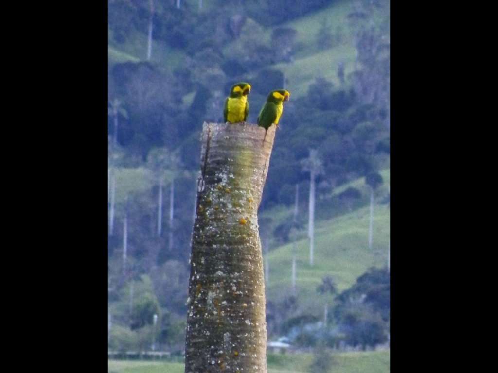 Loros orejiamarillos sobre tallo muerto de palma de cera en Roncesvalles, Tolima, 2012.
