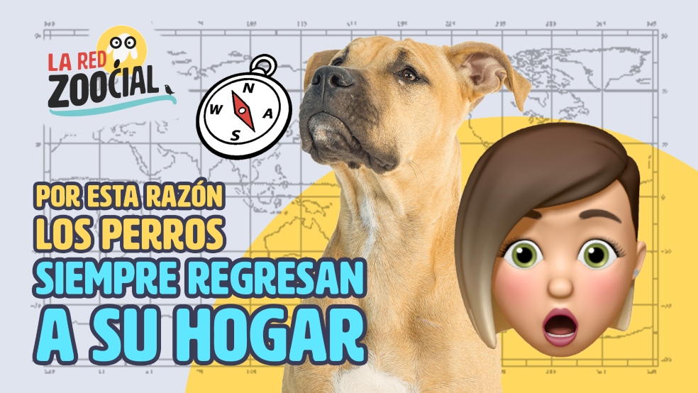Capítulo de la Red Zoocial sobre el regreso de los perros a sus casas.