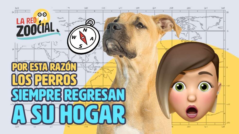 Capítulo de la Red Zoocial sobre el regreso de los perros a sus casas.