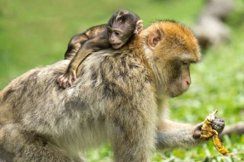 Monos se mostraron capaces de tomar decisiones complejas para resolver problemas