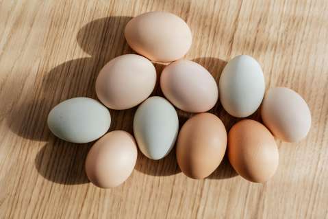 ABC del huevo: nutricionista explica todo lo relacionado con este alimento