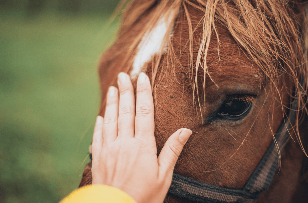 Caballo paso fino