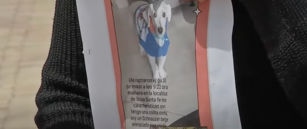 Este es Tommy, el perrito que fue robado en el sector de Santa Fe, localidad de Bosa.