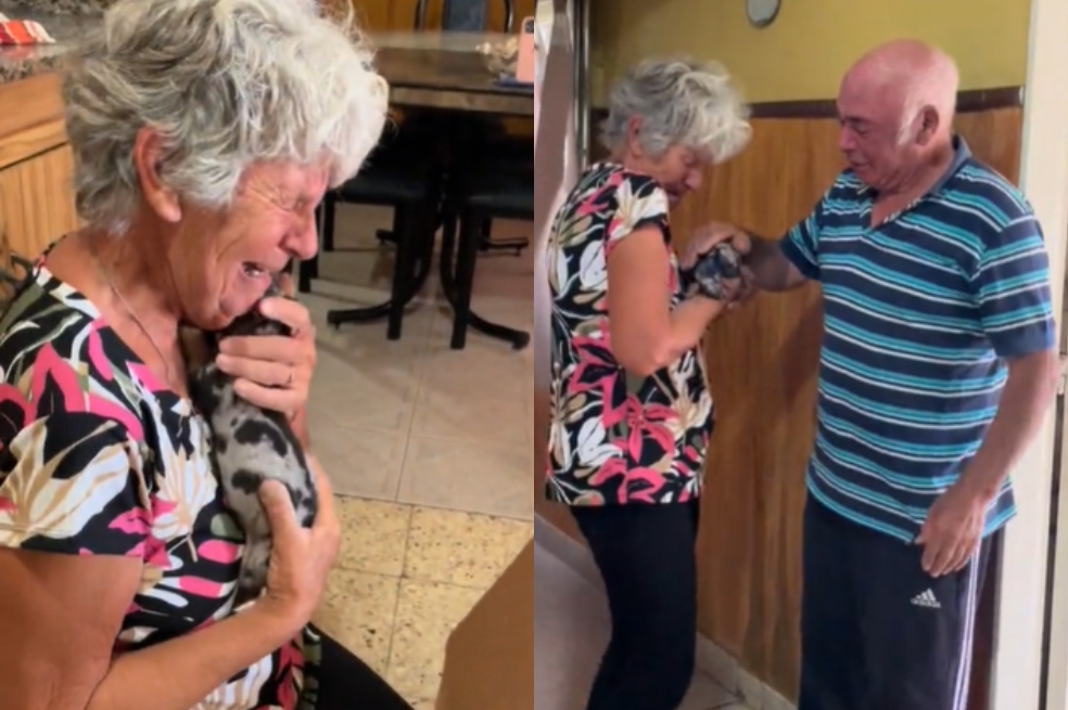Abuelos perdieron a su perro, pero se alegraron con la sorpresa de su nieta.