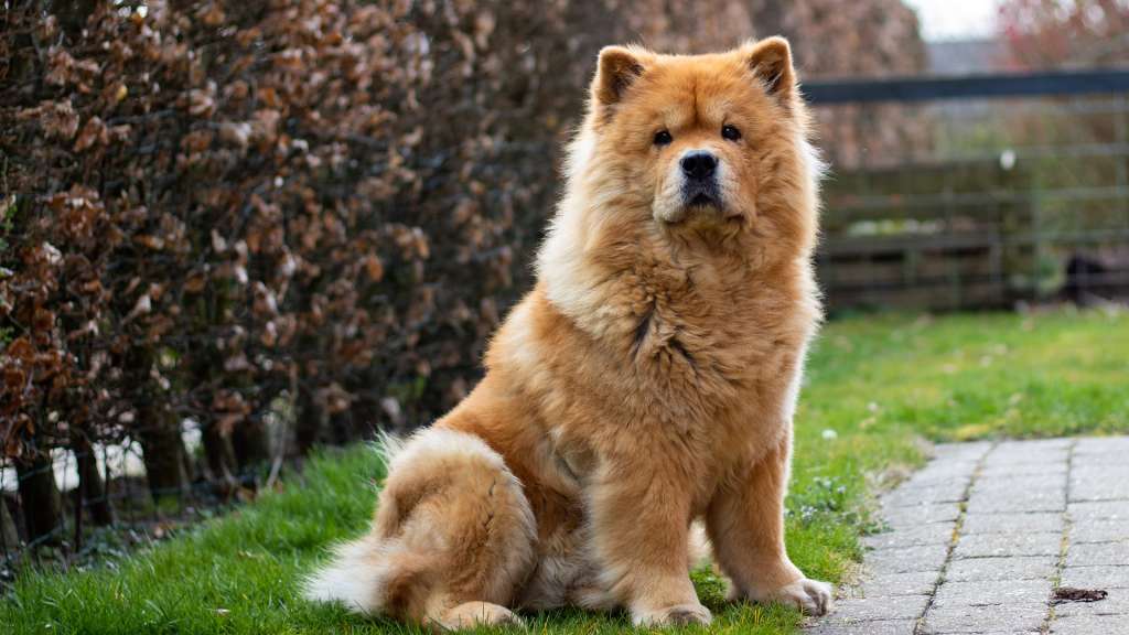 El nombre chow chow no es de origen chino, es de origen Inglés.
