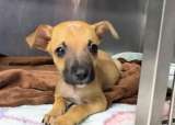 Buscan hogares de paso para cachorros rescatados: “están en la etapa más bonita de su vida”