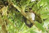 Registran nueva especie de búho en Boyacá
