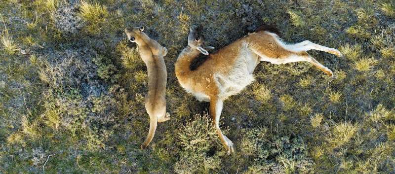 Un Puma junto a un guanaco muerto. / National Geographic para Disney+/Bertie Gregory.