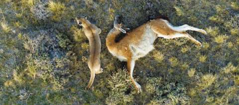 De la Patagonia a la Antártida: los animales como “nunca antes” los vimos