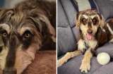 Lo adoptaron sin saber qué esperar, y su transformación dejó a todos sin palabras