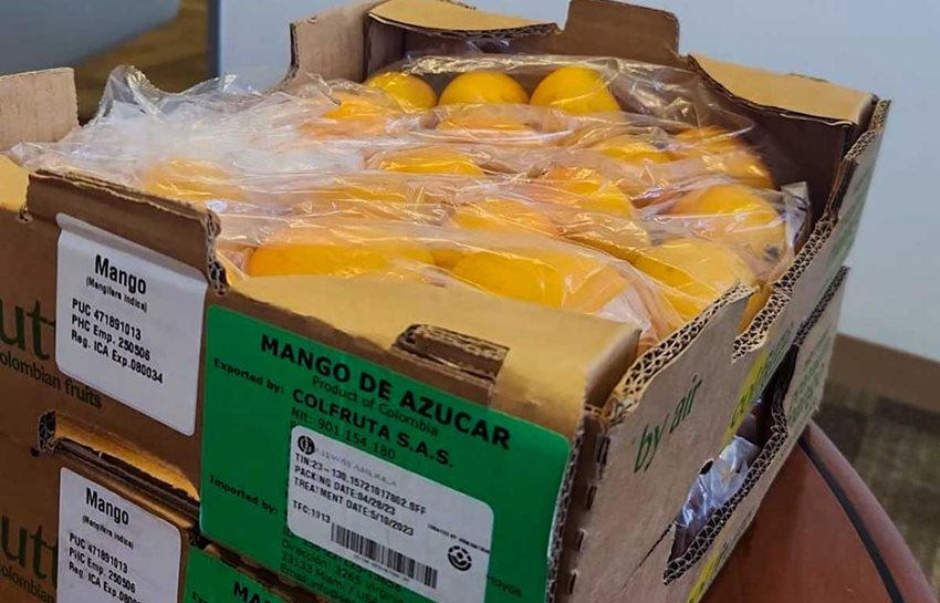 Ventas externas de mango a Estados Unidos.