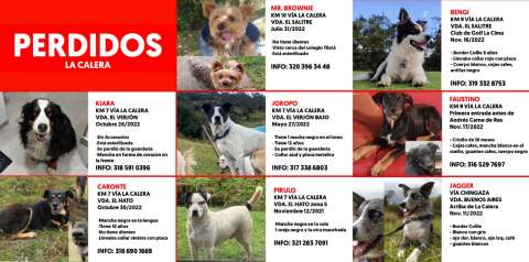 Dueños de mascotas en La Calera preocupados por múltiples desapariciones