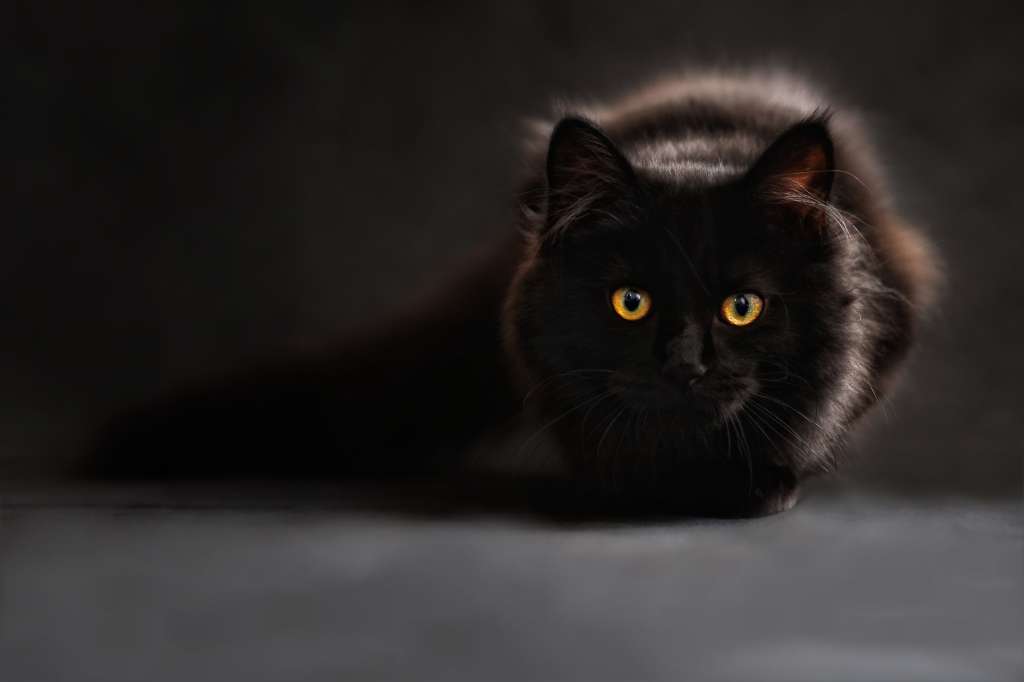 Gato negro