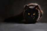 El gato verdugo (Como de cuento)