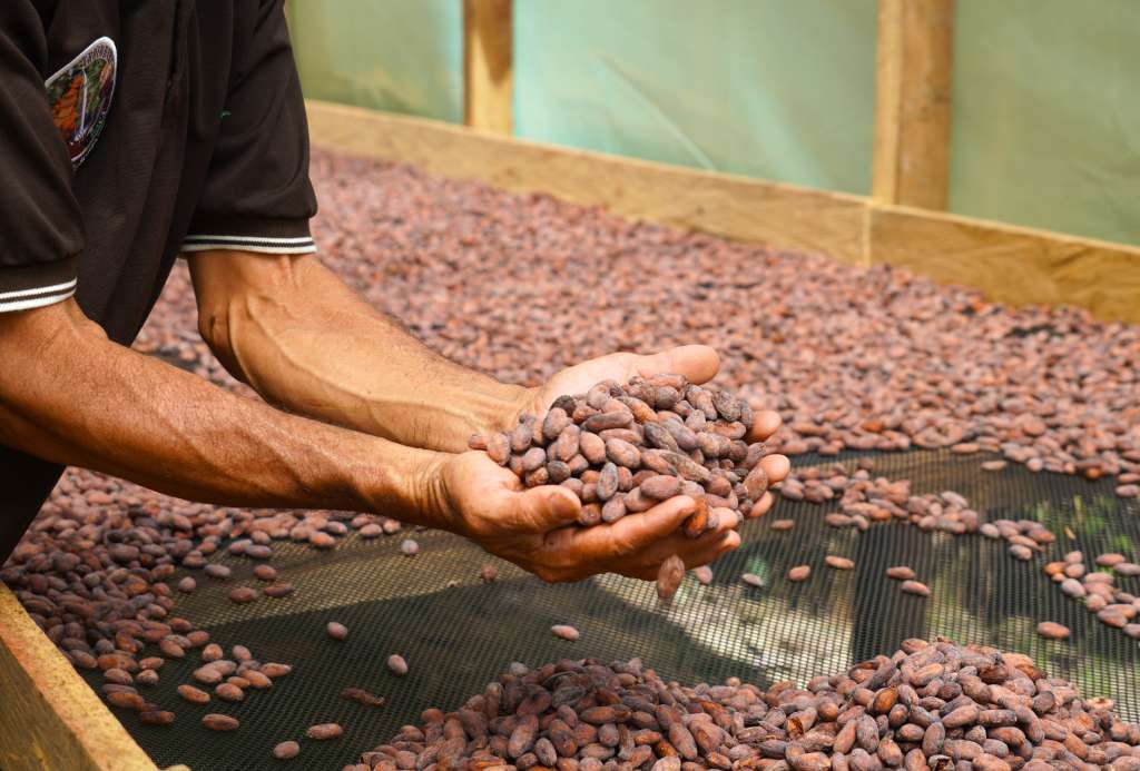 Cacao en proceso de secado, antes de ser vendido para su transformación en Hacarí.