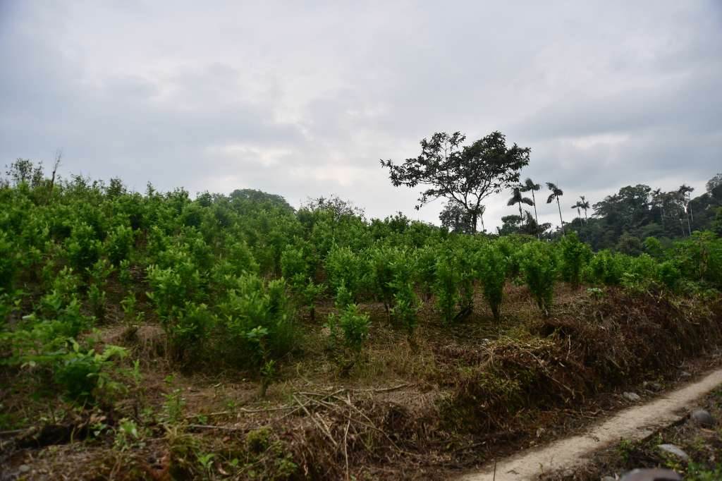 Cultivos de coca en esta vereda, donde ocurrió una masacre en la que fallecieron siete campesinos el 5 de octubre de 2017, durante un operativo de erradicación forzada en Tumaco.