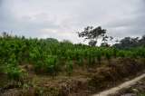 Denuncian operativo policial para erradicar cultivos de coca que vulneró DD.HH.