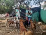 La situación de los animales que han sufrido por actos sexuales en Colombia