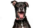 Rechazan a Lilo por su color: la historia del perrito negro que nadie quiere