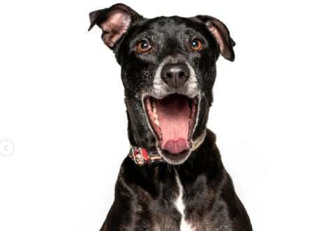Rechazan a Lilo por su color: la historia del perrito negro que nadie quiere