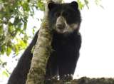 Primera condena por muerte de oso de anteojos