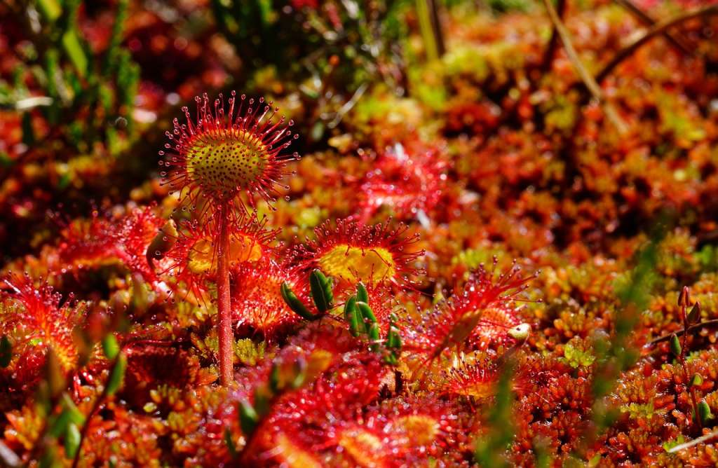 El rocío del sol, también conocido como Drosera, es un género de plantas carnívoras que comprende alrededor de 194 especies. Se caracteriza por sus hojas pegajosas cubiertas de pequeñas glándulas que segregan un líquido mucilaginoso brillante, similar al rocío de la mañana.