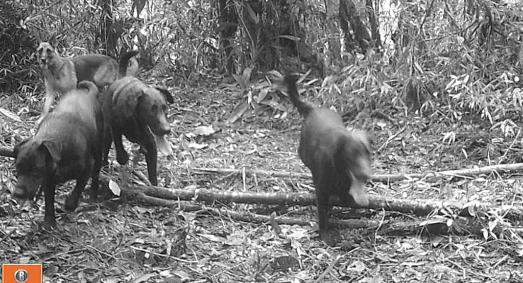 La corporación ambiental capturó en fotografías a perros en las áreas protegidas. /CAM