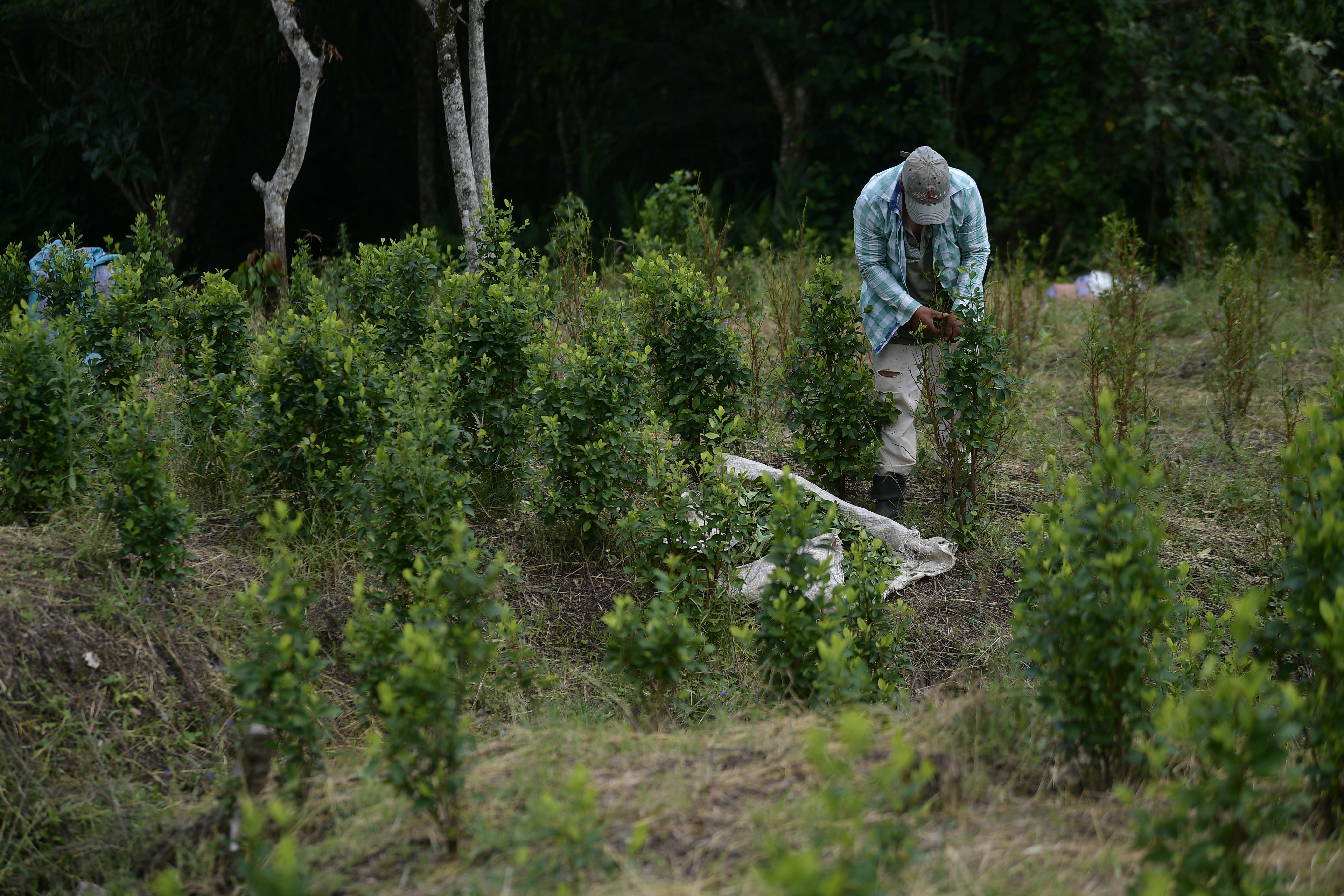 Cultivos de coca en el Cauca, aspectos