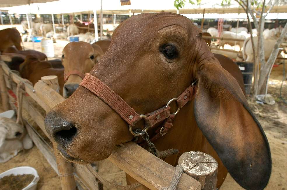 El FNG maneja cerca de $100.000 millones anuales. /Archivo