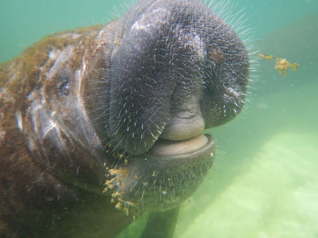 Los manatíes hacen parte de los animales en peligro, según la resolución 1219 del Ministerio de Ambiente. /Foto: Katerin Arévalo.