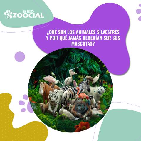 ¿Qué son los animales silvestres y por qué jamás deberían ser sus mascotas?