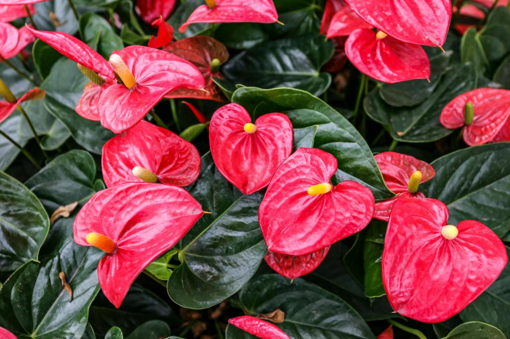 El Anthurium es un género de plantas tropicales que incluye cientos de especies nativas de América, muy valoradas por su uso ornamental. Se caracterizan por sus hojas gruesas y brillantes, que pueden ser acorazonadas o alargadas, y por su llamativa espata de colores intensos que suele confundirse con la flor. Son plantas versátiles, y se adaptan bien a interiores si reciben luz indirecta, buena humedad y riego moderado, evitando tanto el exceso de agua como el sol directo, ya que esto puede dañar sus hojas y afectar su floración