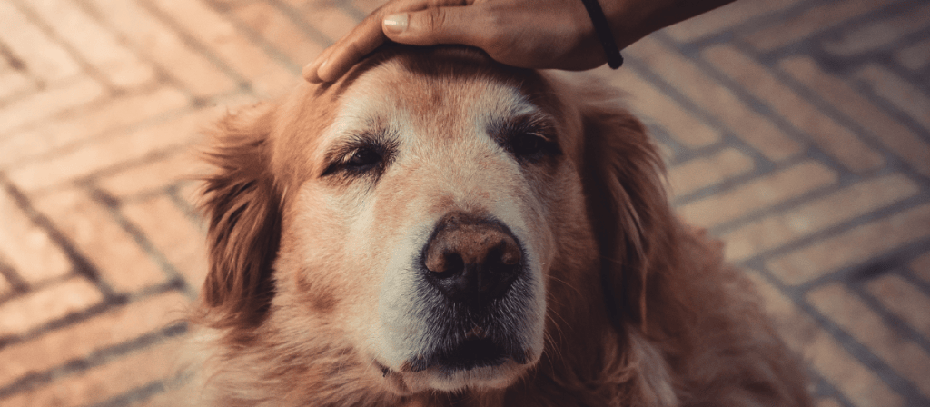 5 señales de que tu perro está envejeciendo