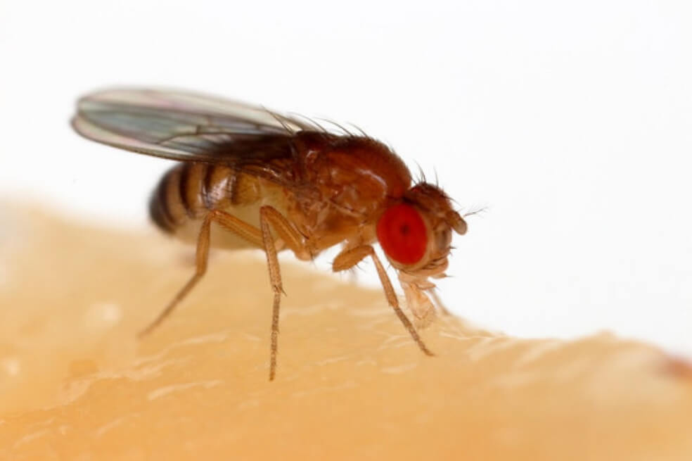 Una mosca de la fruta (Drosophila melanogaster) alimentándose de un plátano / Sanjay Acharya