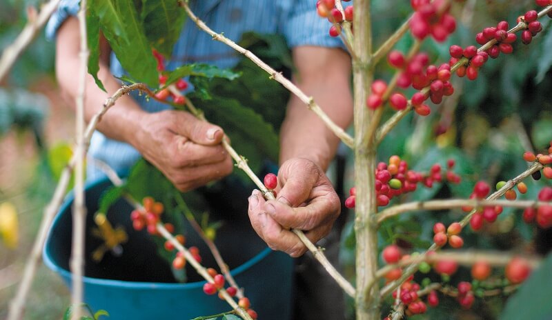 Viotá es considerada la capital cafetera de Cundinamarca. / Cristian Garavito