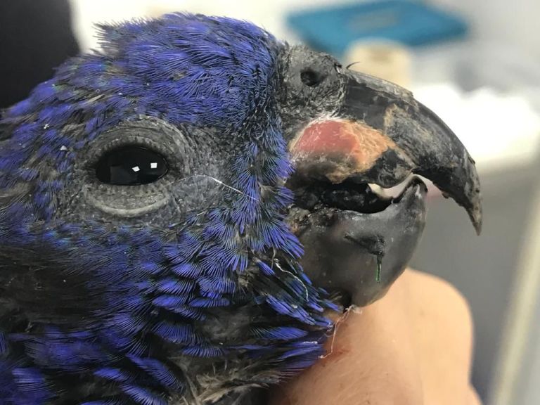 Tolima: loro cabeciazul que sufrió fracturas en su pico fue operado con éxito