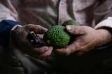 De la crisis cafetera al aguacate de exportación