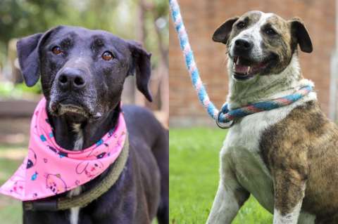 Catira y Rocky Bar: los perritos que llevan 4 años esperando un hogar en Bogotá