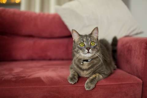 ¿Su gato daña los muebles? Cinco cosas que puede hacer para evitarlo