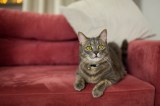 ¿Su gato daña los muebles? Cinco cosas que puede hacer para evitarlo