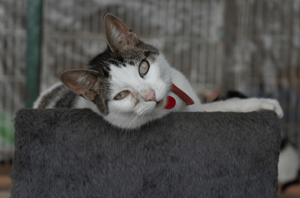 Blanquita fue adoptada de bebé, pero cuando creció la devolvieron